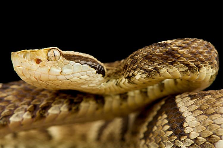 Jararaca em ambiente natural, espécie alvo de pesquisa mineira para neutralização do veneno