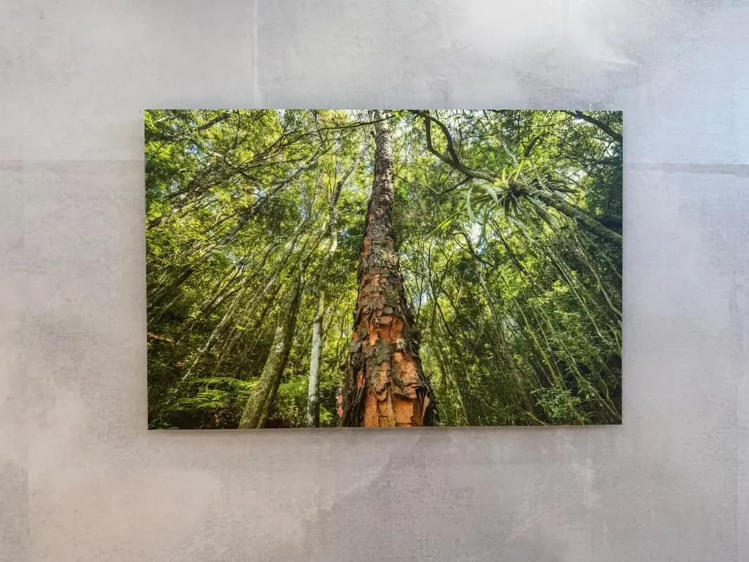 Exposição Olhe para Cima apresenta fotografia de Daniel Mansur que destaca a grandiosidade das árvores e a conexão entre natureza, tempo e contemplação
