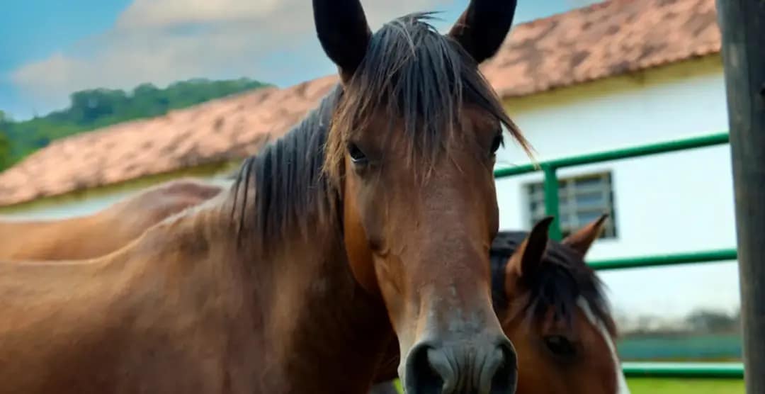 Cavalos em área da Fazenda Experimental Professor Hélio Barbosa, estrutura da Universidade Federal de Minas Gerais que apoia atividades de ensino, pesquisa e extensão em Ciências Veterinárias em Minas Gerais