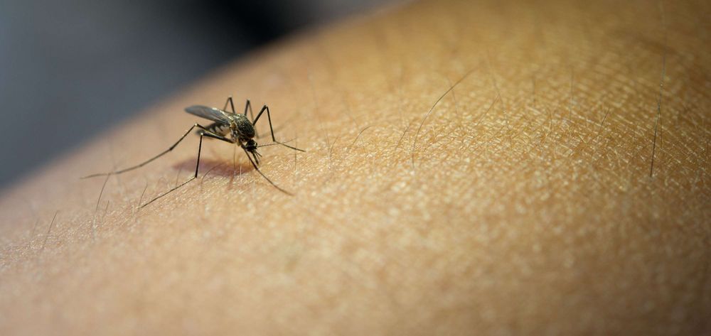 Nova vacina contra a dengue chega ao Brasil na próxima semana