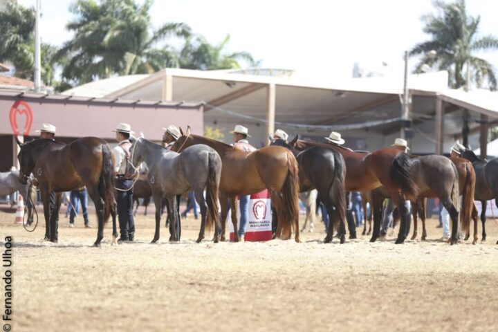 Varios cavalos expostos da raça Mangalarga Marchador 