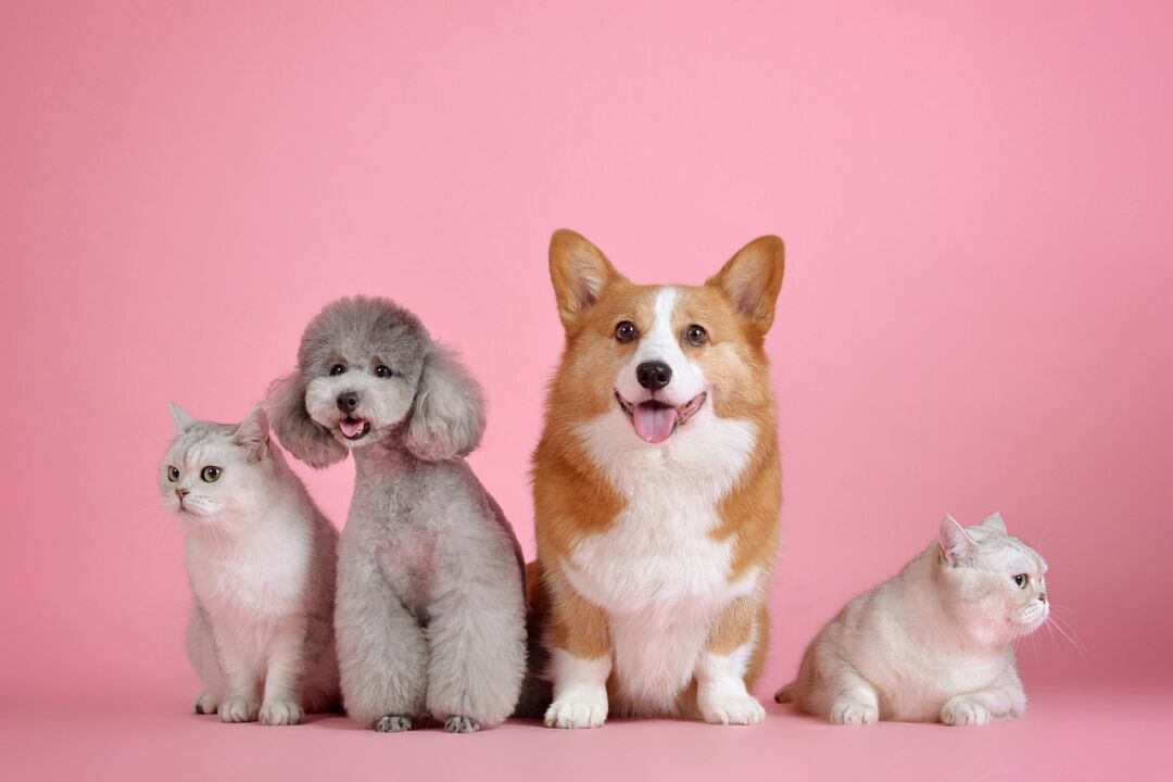 Quer proteger seu pet? Saiba como