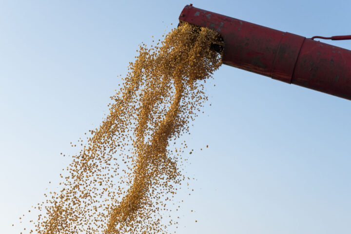 Corn harvest Combine unloading corn seeds after harvest Corn harvest Combine unloading corn seeds after harvest