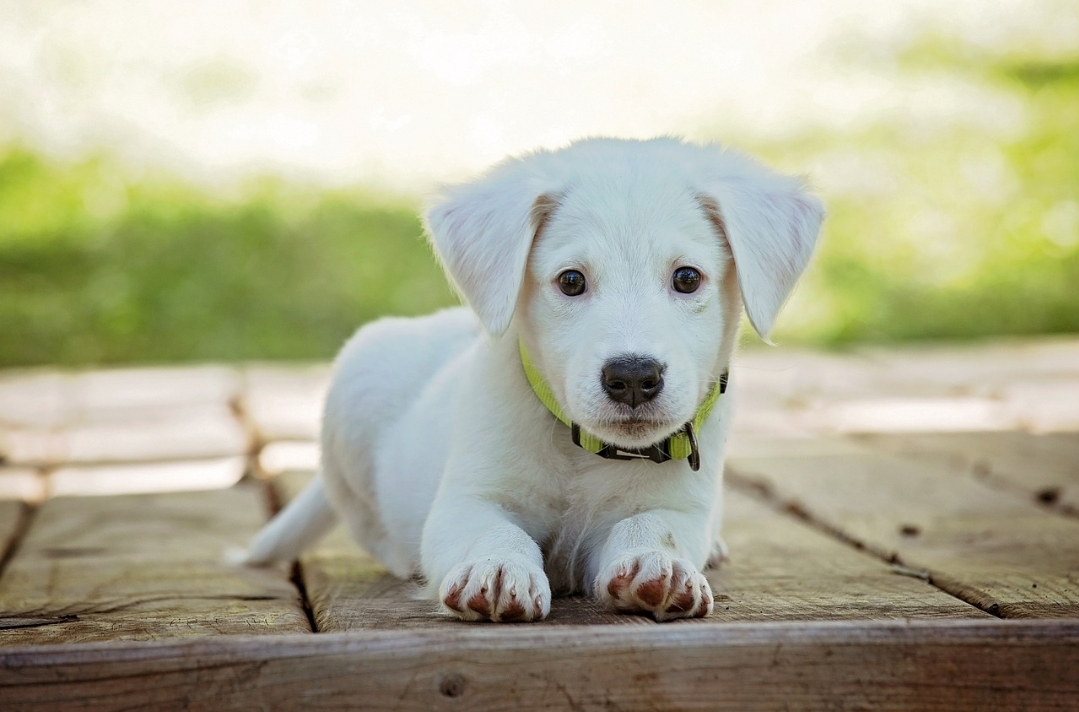 Pátio Savassi recebe feira de adoção de pets