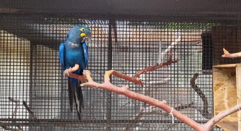 Zoológico de BH recebe fêmea de arara-azul-de-lear
