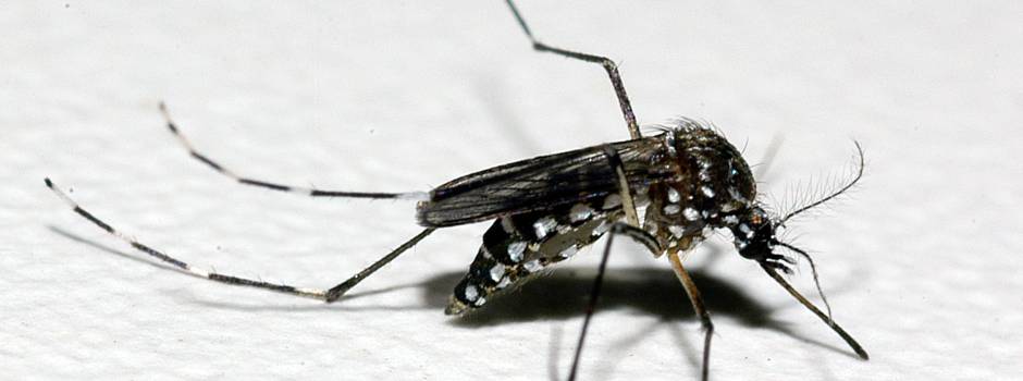 Minas promove Dia D de combate à dengue