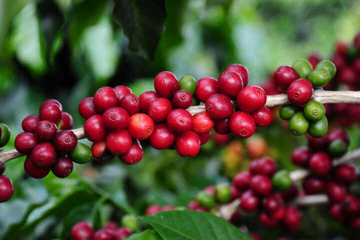 Agro mineiro: exportações batem recorde Cafe