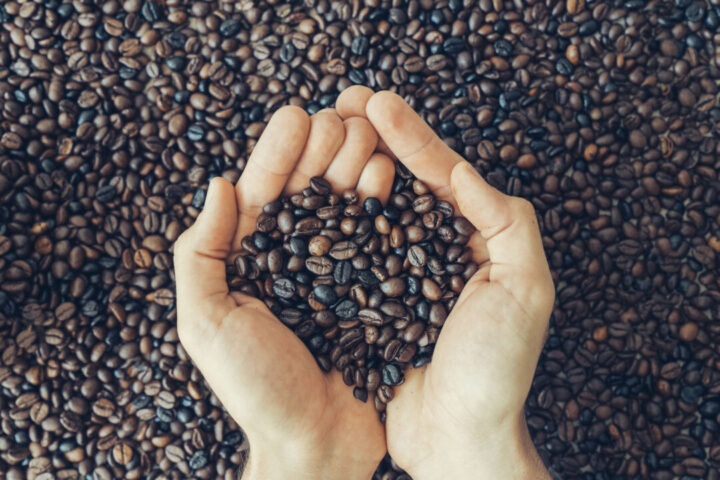 hands holding coffee beans hands holding coffee beans