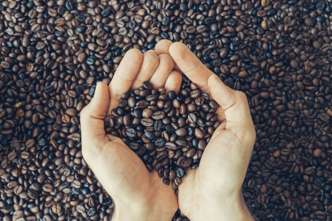 hands holding coffee beans