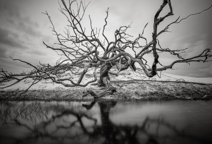 Treelogia revela a conexão entre homem e a natureza Treelogia