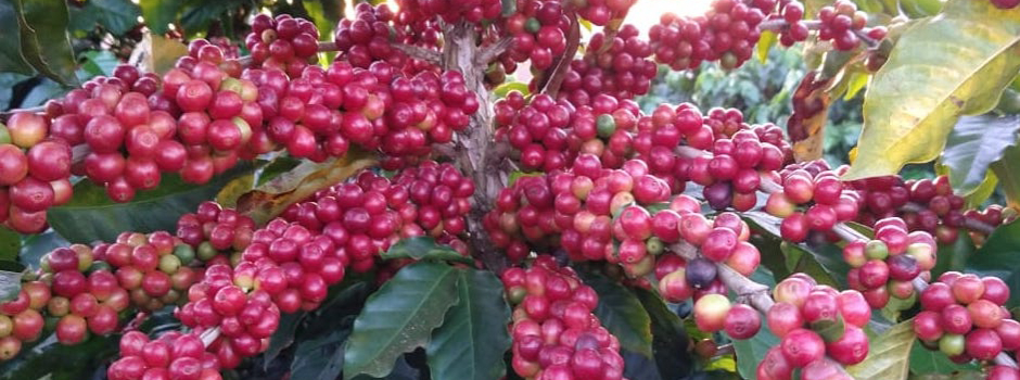 Frutos de café no pé Foto Divulgação EPAMIG1