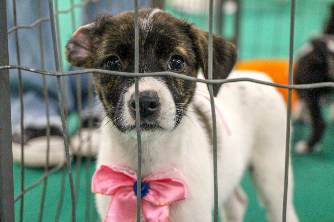 Feira de adoção de pets em BH; saiba local