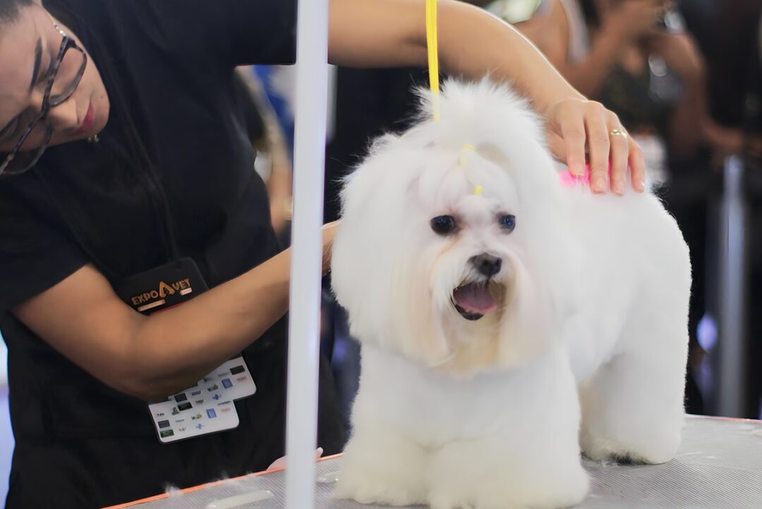 Mundo pet ganha feira exclusiva em BH; veja onde e quando