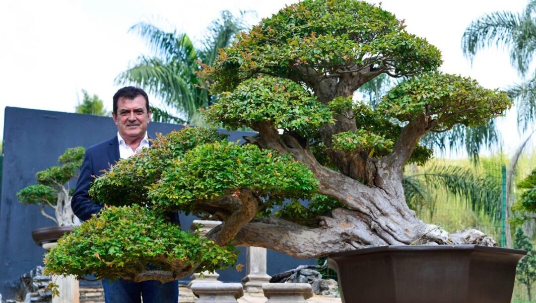 Francisco Corrêa do Museu Bonsai