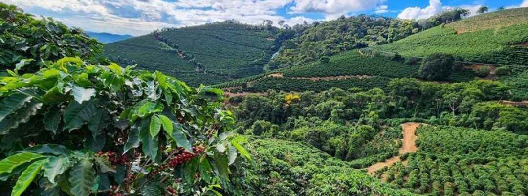 Café Diego Vargas pp