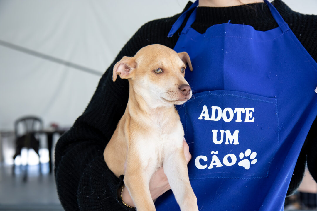 Adoção do bem: shopping promove feira de cães e gatos