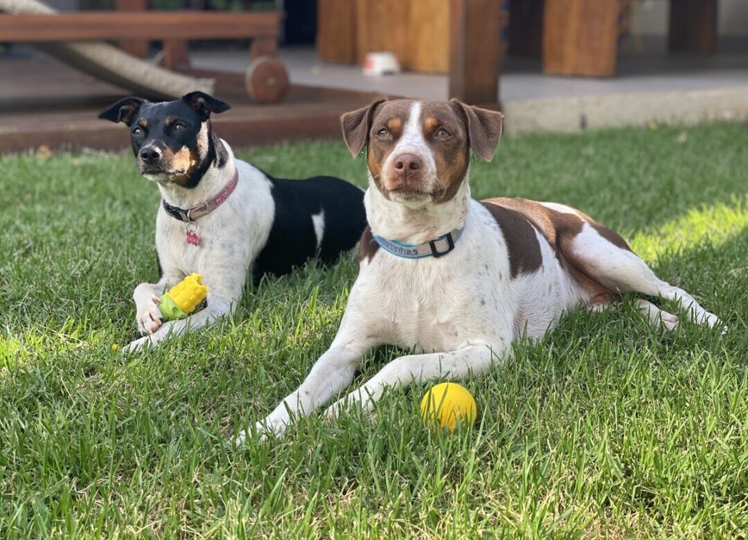 Pet Frendly