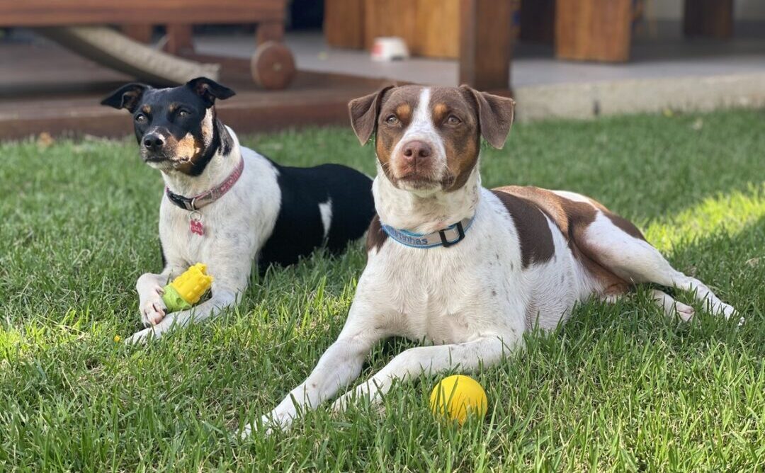 Pet Frendly Revolução pet friendly no Brasil