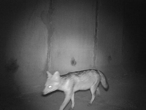 Cachorro do mato
