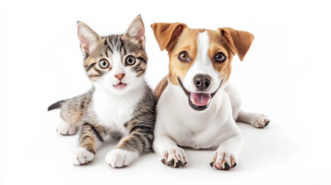 Cão e gato representam a campanha Outubro Rosa Pet sobre prevenção do câncer de mama em animais.