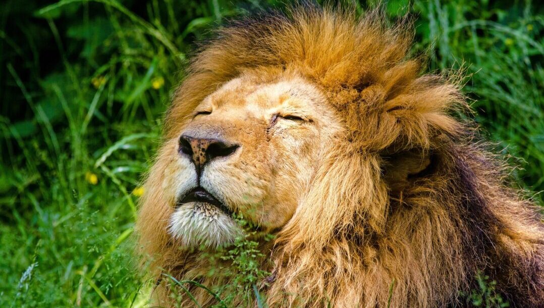 lion 951778 1920
