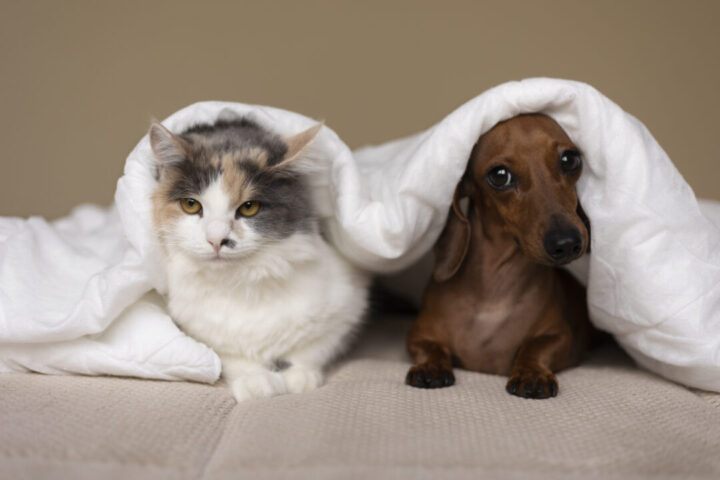 Cuidados essenciais para garantir o bem-estar dos pets durante as festas de fim de ano gato e cachorro