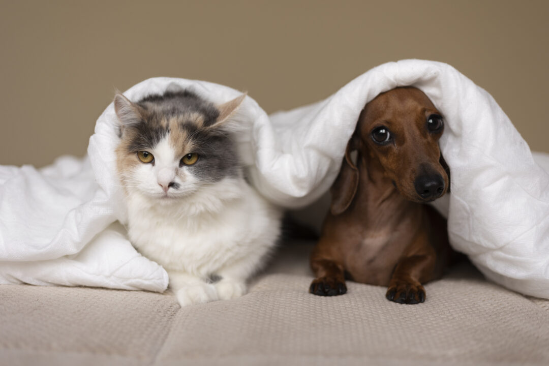 gato e cachorro