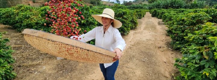 Café lidera exportações em minas em 2025 Cafés (Diego Vargas Seapa)