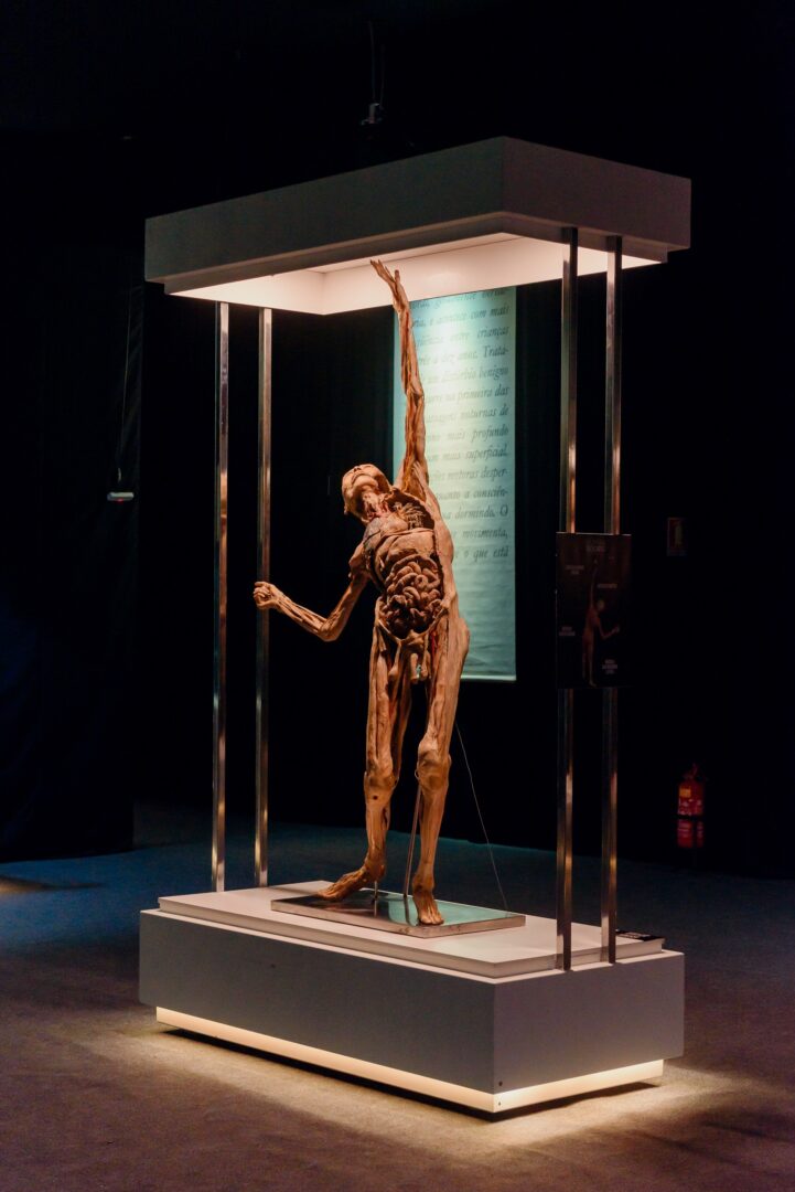 Exposição “Human Bodies – Maravilhas do Corpo Humano” chega em BH