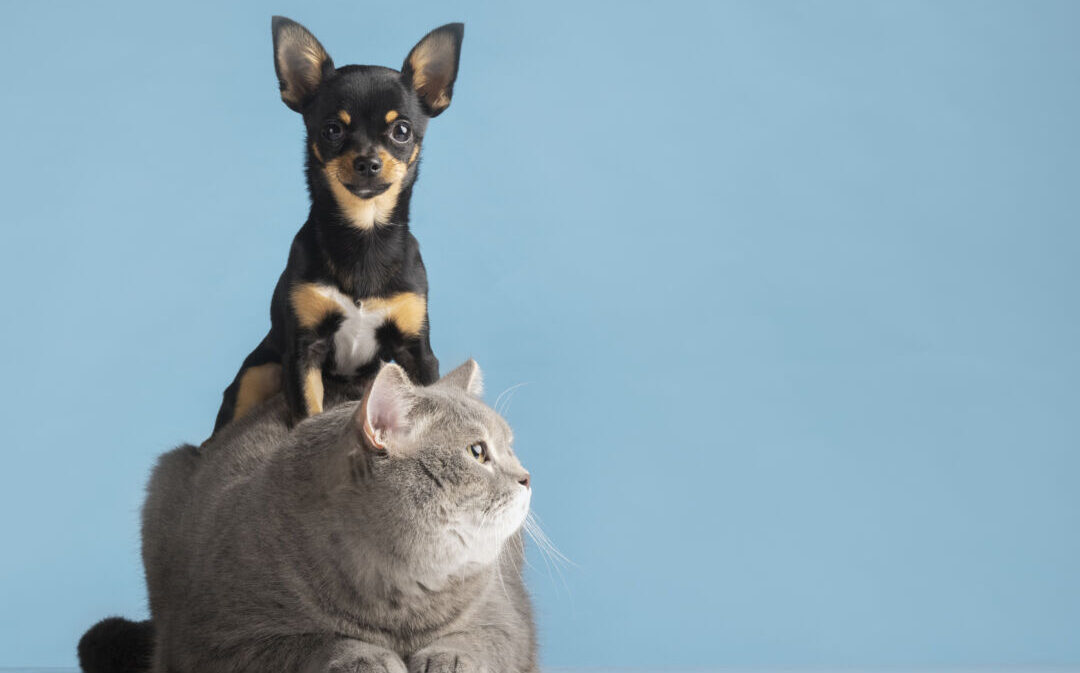 cão e gato