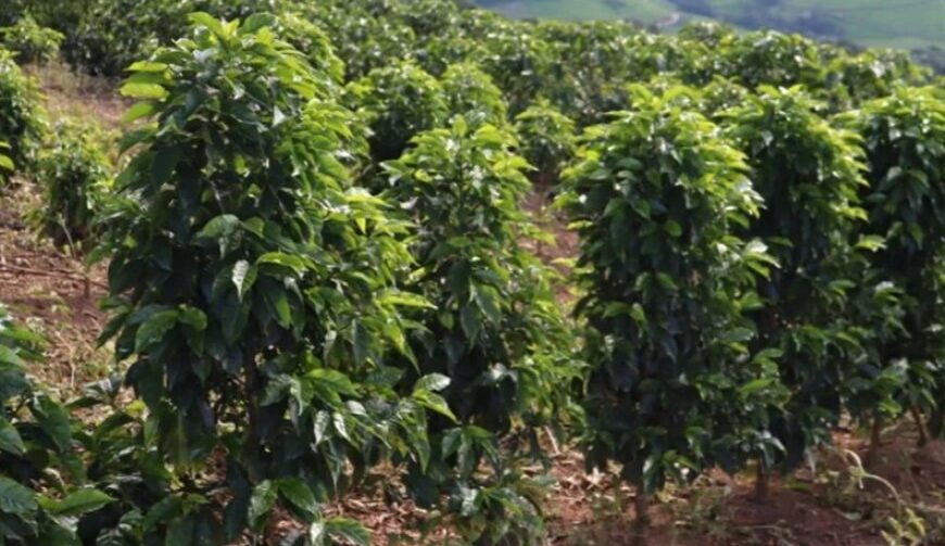 Saca de café mineiro alcança R$ 90 mil