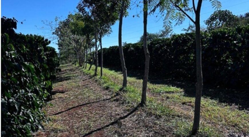 Cooperativa vende crédito de carbono