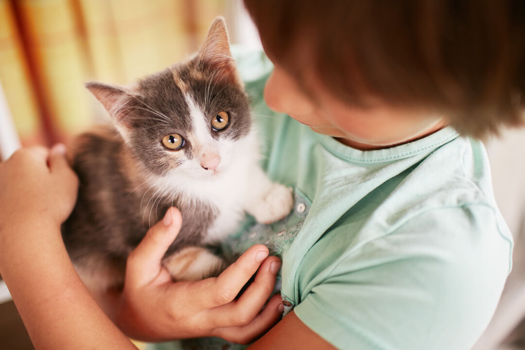 Criança segura gato filhote no colo durante ação de adoção de animais em Belo Horizonte