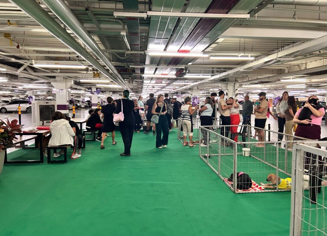 Feira em shopping de BH coloca cães e gatos resgatados em busca de uma família