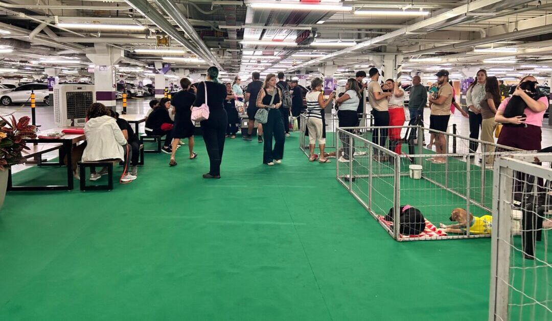 Feira em shopping de BH coloca cães e gatos resgatados em busca de uma família