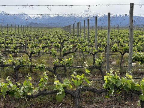 Paixão pelo vinho marca rótulos exclusivos da Dumô & Dagí