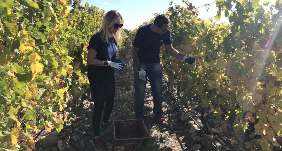 Paixão pelo vinho marca rótulos exclusivos da Dumô & Dagí