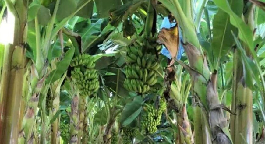 Produção de frutas avança na Zona da Mata 