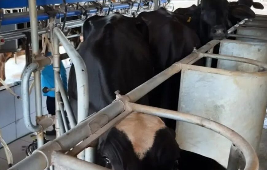 Potência leiteira enfrenta saída de produtores 