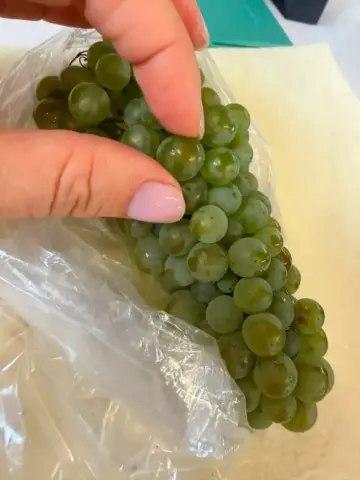Foto dos cachos analisados pela enóloga Rachel com pequenas uvas Foto dos cachos analisados pela enóloga Rachel com pequenas uvas