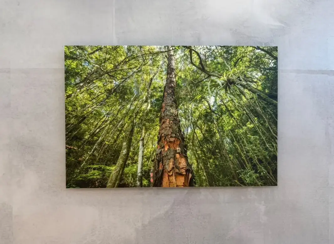 Exposição Olhe para Cima apresenta fotografia de Daniel Mansur que destaca a grandiosidade das árvores e a conexão entre natureza, tempo e contemplação