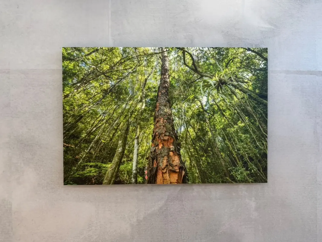 Natureza ganha novos contornos em exposição que convida o público a olhar para cima