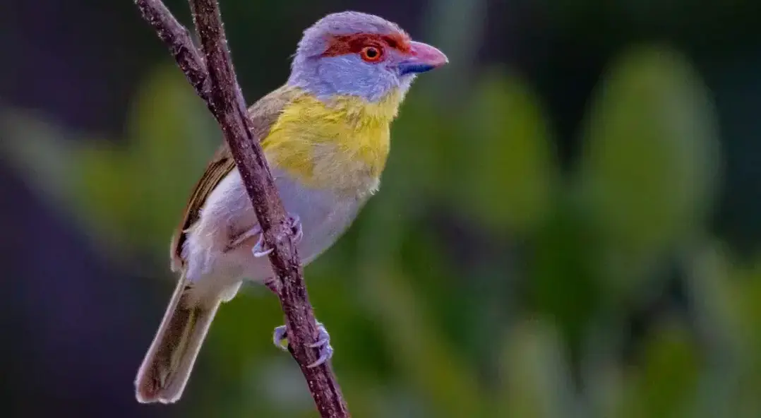 Modelo desenvolvido em universidade mineira mapeia biodiversidade invisível em áreas remotas