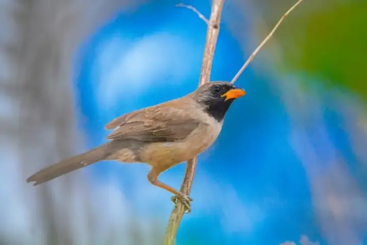 Observação de aves nos parques de Belo Horizonte Ave silvestre de plumagem marrom, cabeça escura e bico amarelo pousada em um galho, ilustrando as trilhas guiadas de observação de aves nos parques de Belo Horizonte