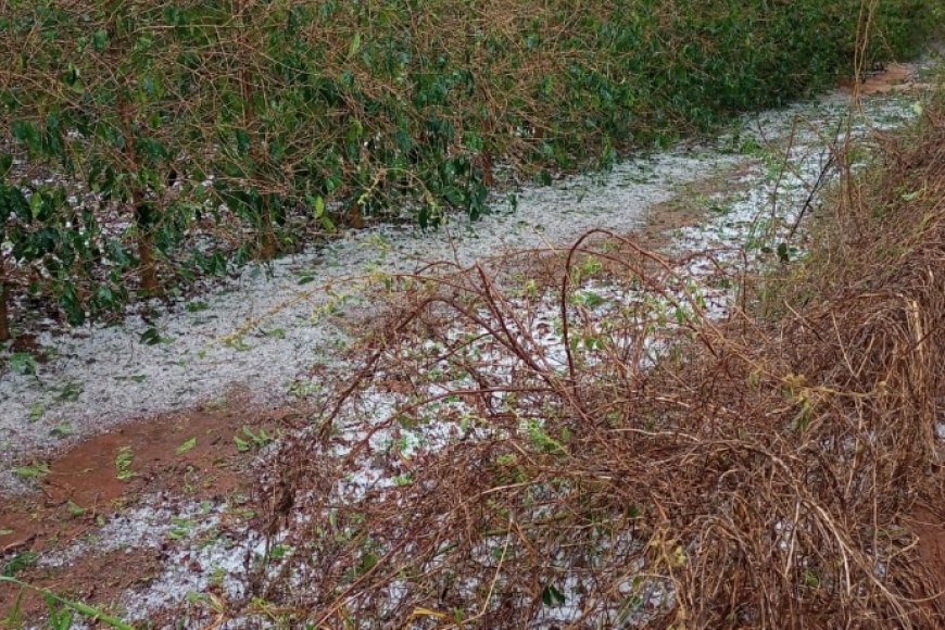 Prejuízos por chuva e granizo: veja o que produtor deve fazer para comprovar perdas 