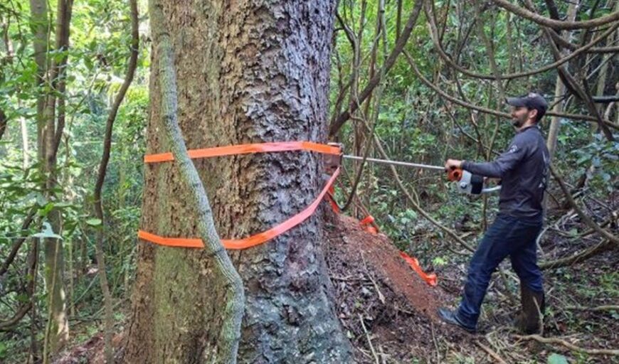 Estudo revela segredo de árvores centenárias 